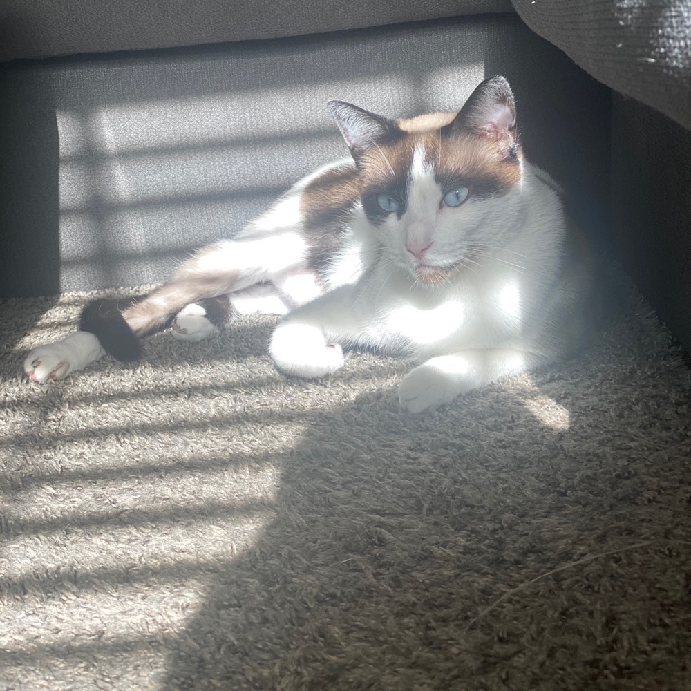 Meet your Posher, Kleinti